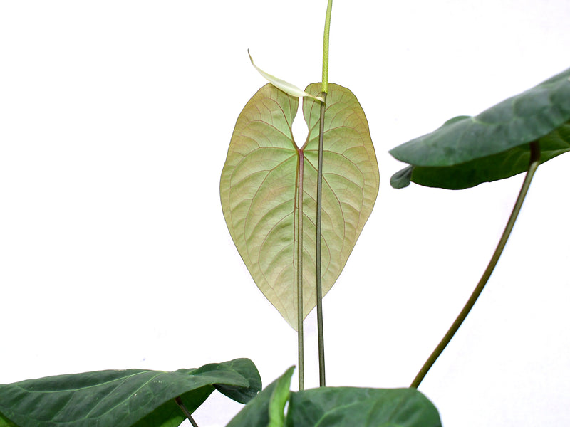 Anthurium Heart of The Anaconda