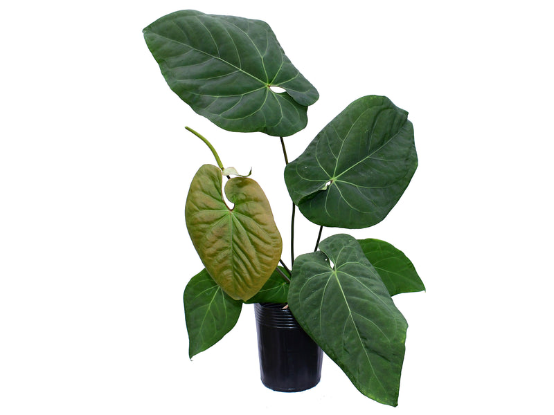 Anthurium Heart of The Anaconda