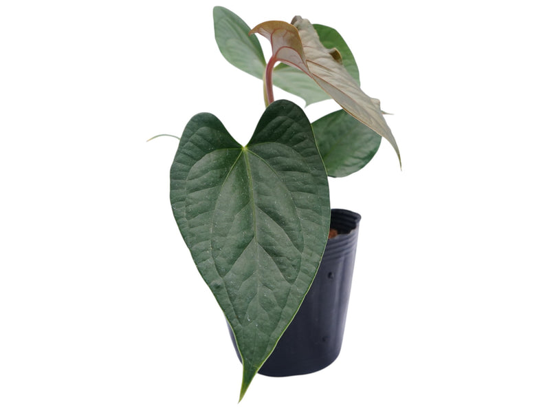 Anthurium Heart of the Amazon 'Inverse crossing'