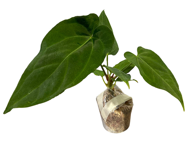anthurium heart leaf Anthurium Heart of the Amazon — Ecuagenera Orquídeas del Ecuador