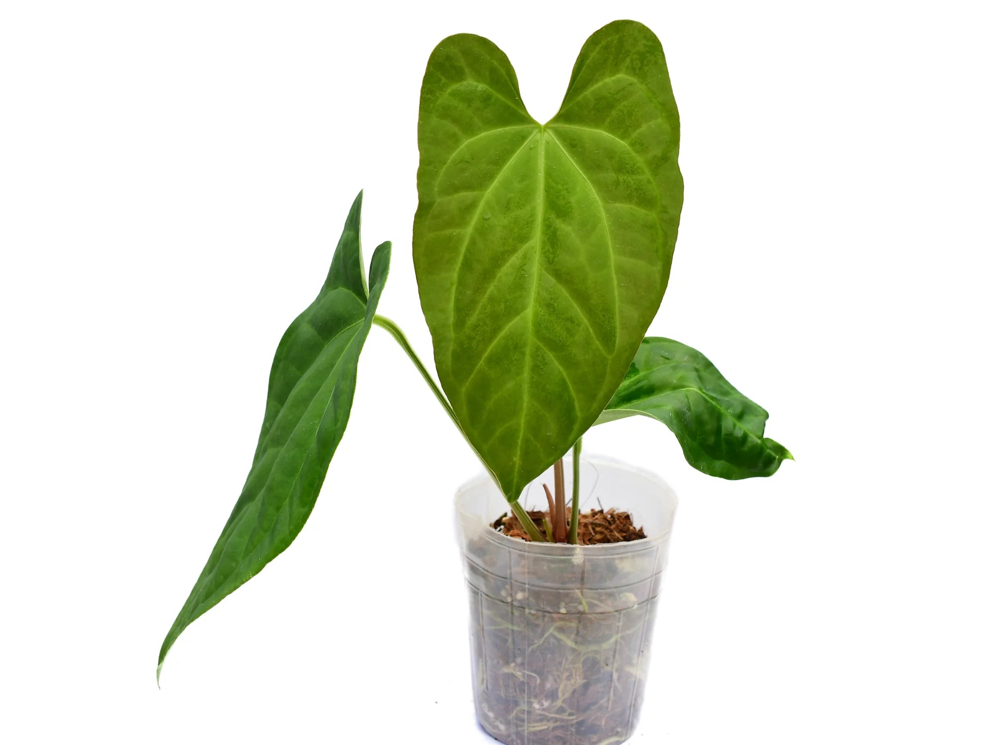 anthurium heart Anthurium Heart of the Amazon