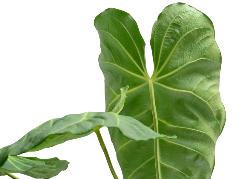 Anthurium Imperial Majesty