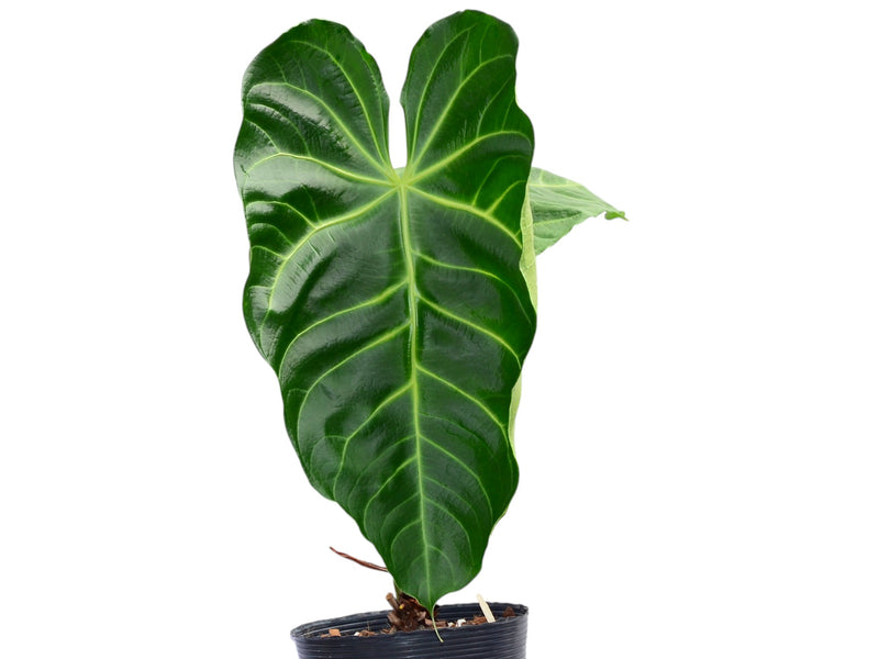 Anthurium Imperial Majesty