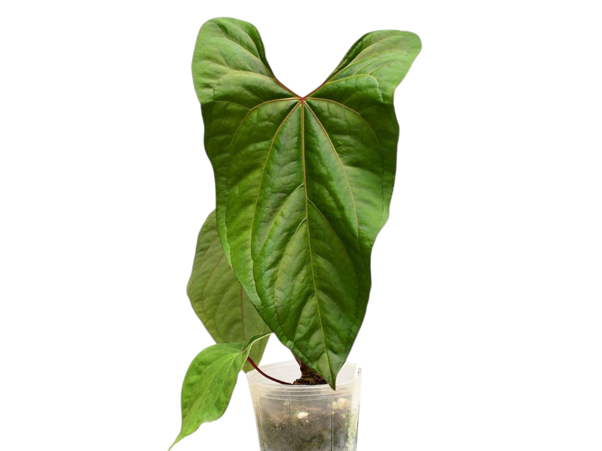 Anthurium Ingrid de Portilla — Ecuagenera Orquídeas del Ecuador