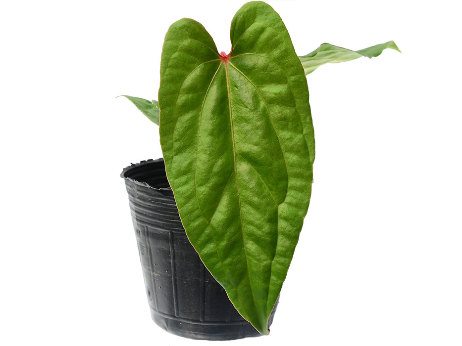 Anthurium Ingrid de Portilla 'Inverse Crossing'