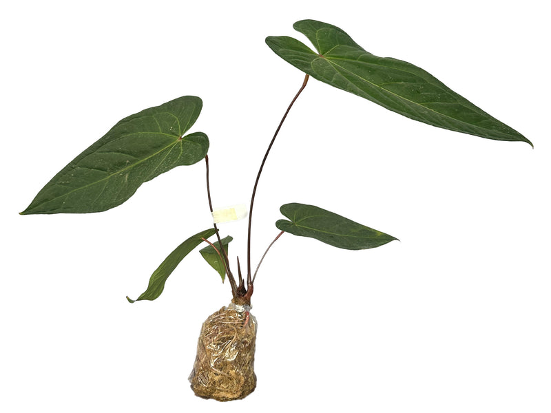 Anthurium Ingrid de Portilla 'Inverse Crossing'