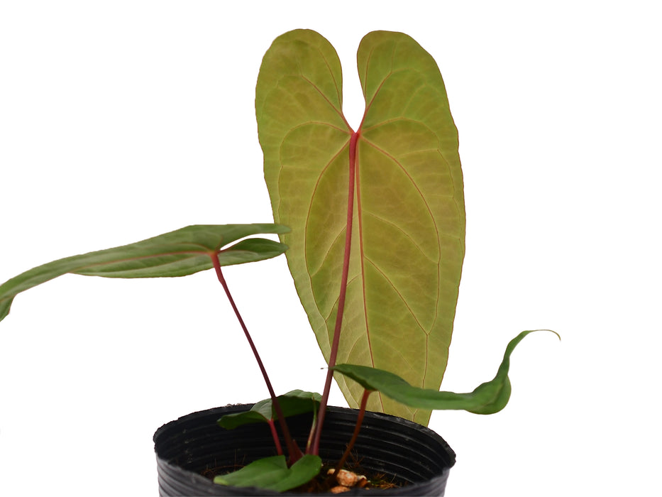 Anthurium Ingrid de Portilla 'Inverse Crossing'