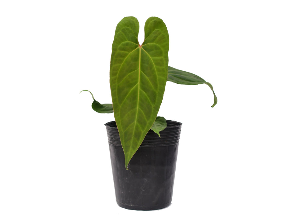 Anthurium Ingrid de Portilla 'Inverse Crossing'