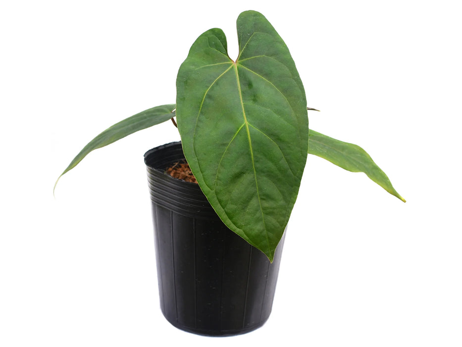 Anthurium Ingrid de Portilla