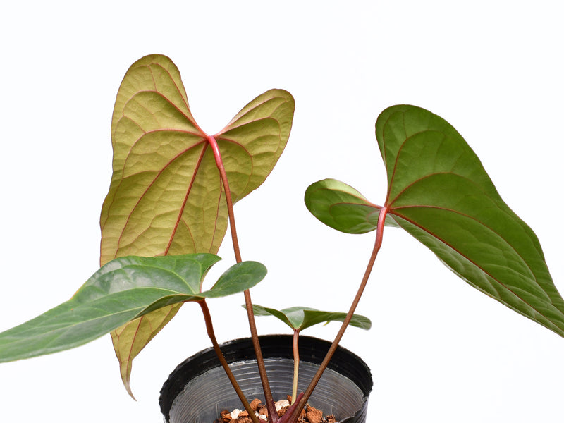 Anthurium Ingrid de Portilla x Anth. crystallinum x (Anth. Luxury Jungle)