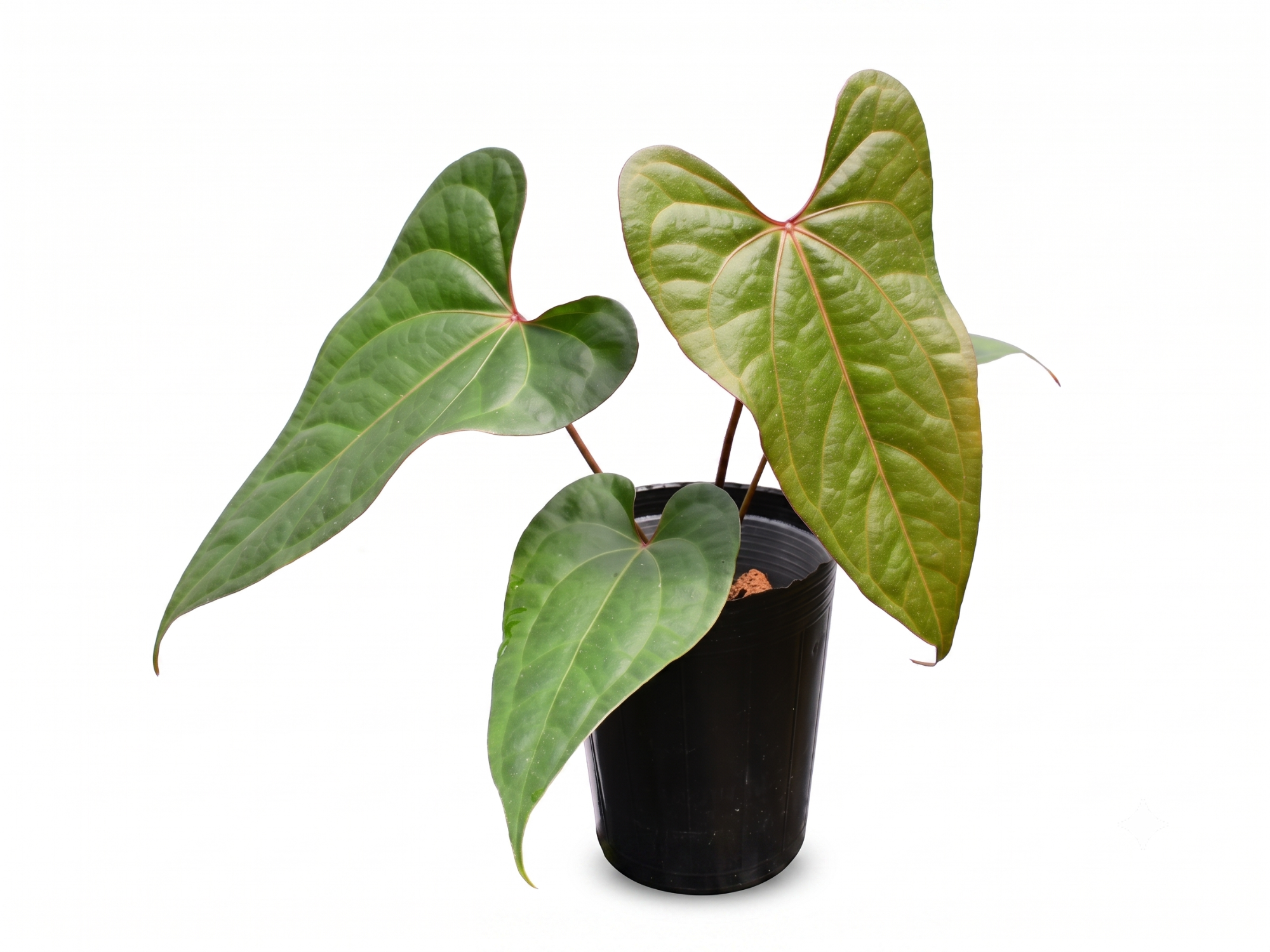 Anthurium Ingrid de Portilla x Anth. crystallinum x (Anth. Luxury Jungle)