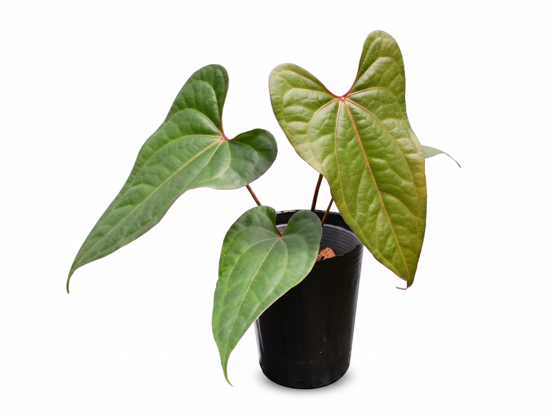 Anthurium Ingrid de Portilla x Anth. crystallinum x (Anth. Luxury Jungle)