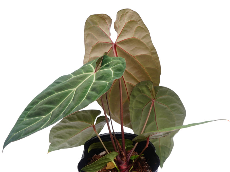 Anthurium Ingrid de Portilla x Anth. crystallinum x (Anth. besseae aff)