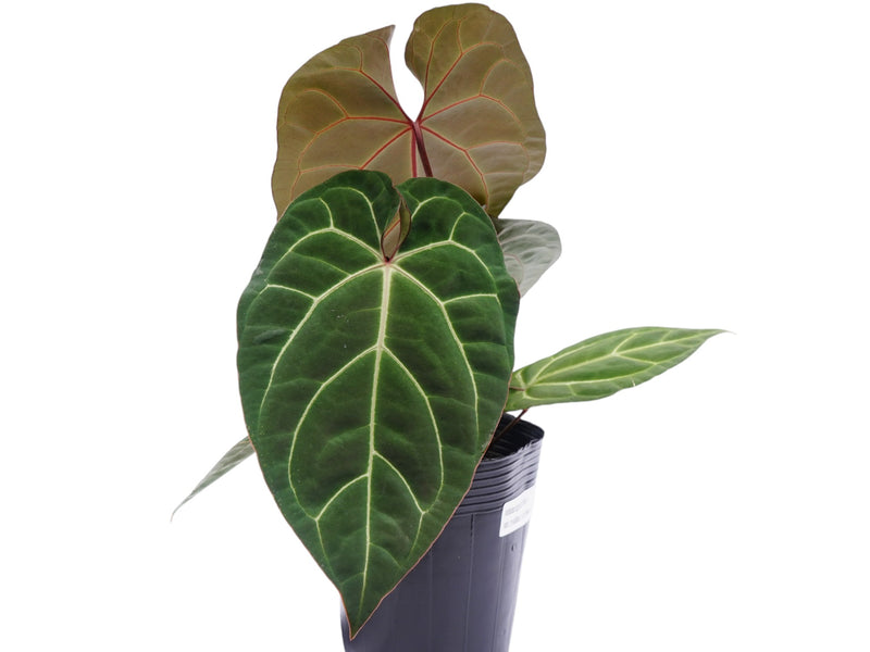 anthurium magnificum x besseae aff Anthurium Ingrid's Best Crystal