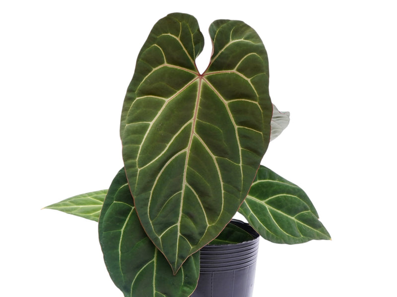 Anthurium Ingrid de Portilla x Anth. crystallinum x (Anth. besseae aff)