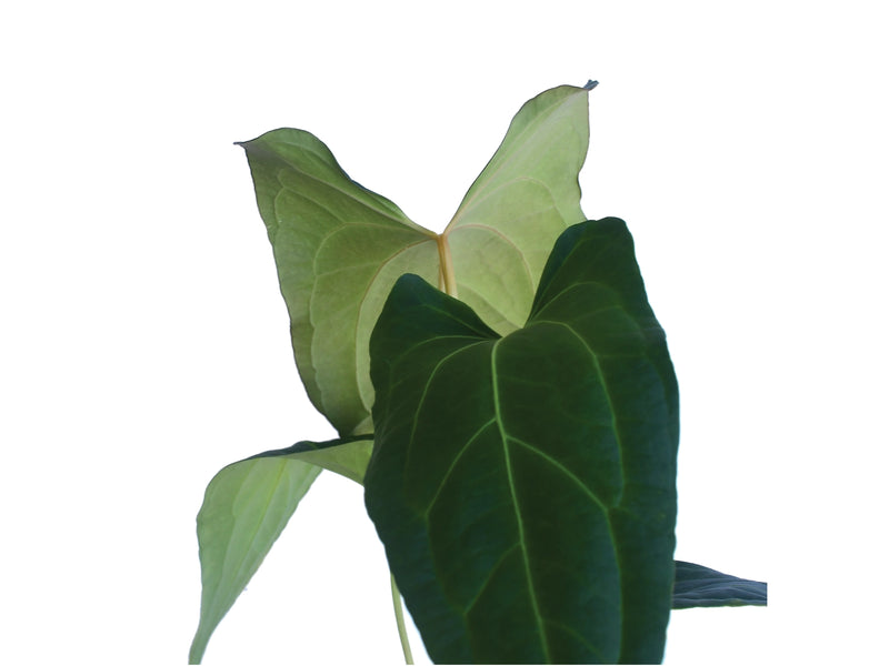 anthurium spirit Anthurium Ingrid's Spirit