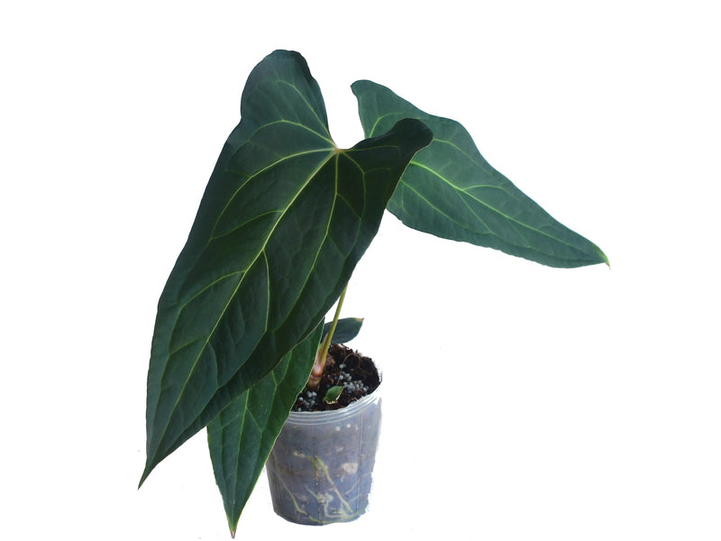 Anthurium Ingrid de Portilla x Anth. crystallinum x (Anth. Espiritu de Montaña)