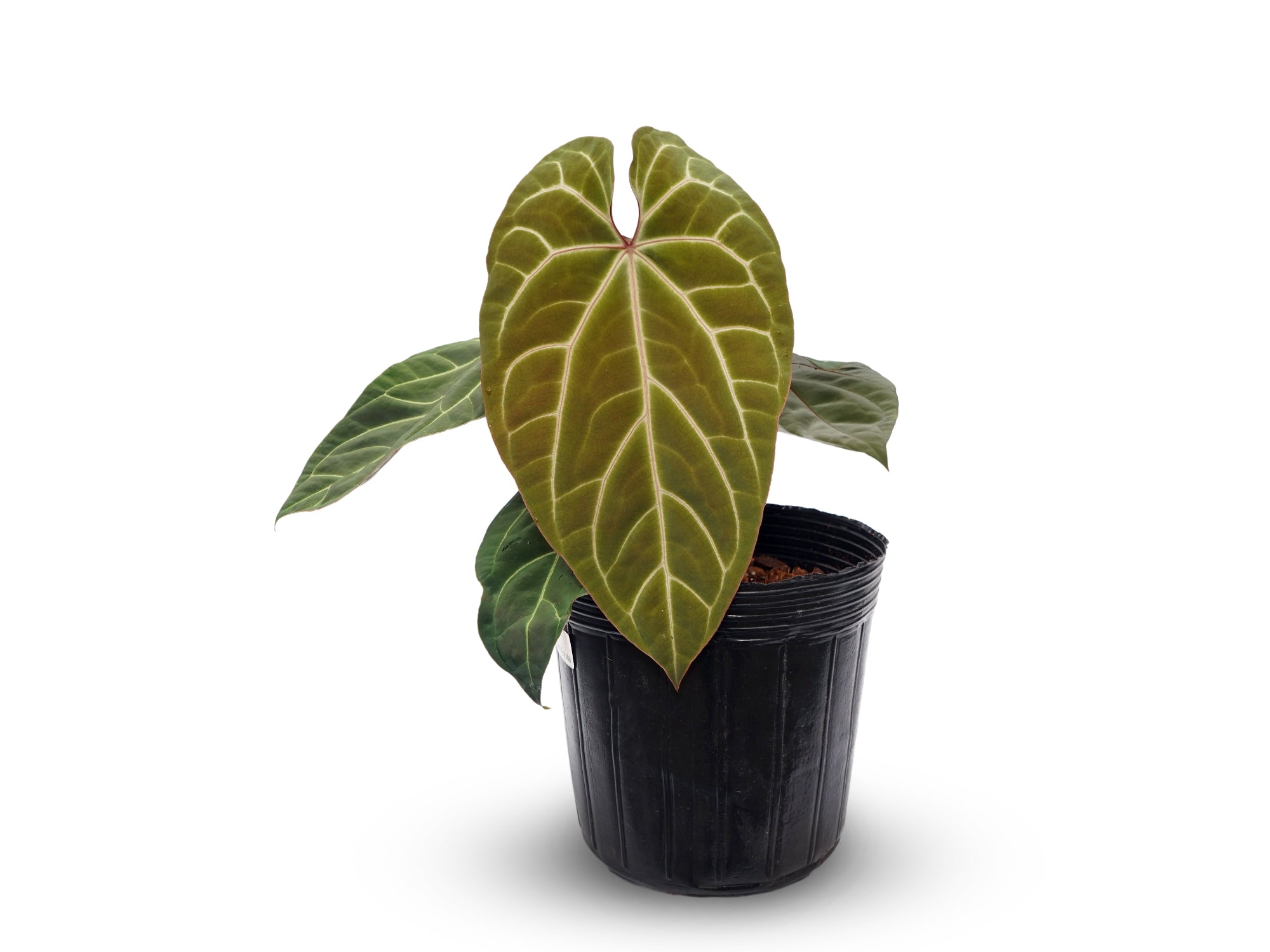 Anthurium Ingrid's Best Crystal