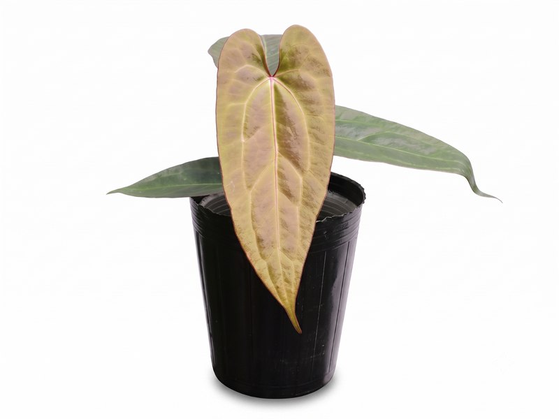 Anthurium Ingrid's Crystal x (Anth. Dr. Block F2 x NSE red Crystal)