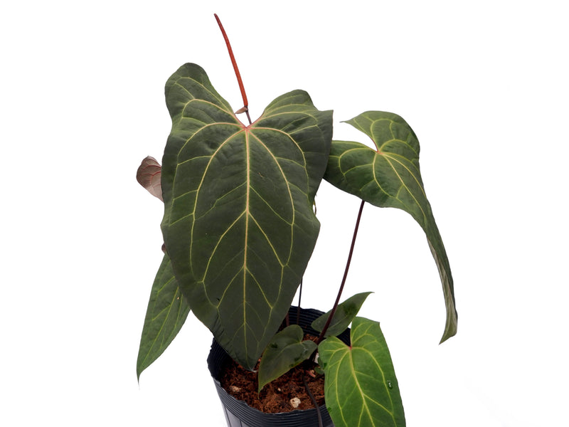 Anthurium Ingrid's Spirit