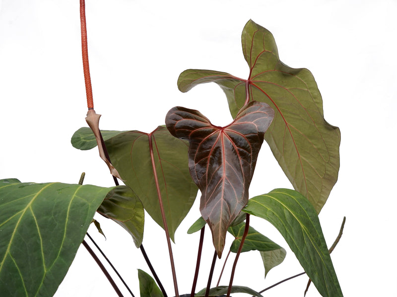 Anthurium Ingrid's Spirit