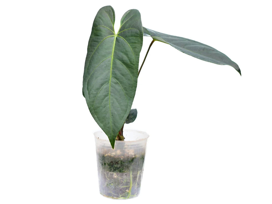 Anthurium JL Caamano Taste