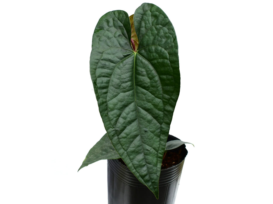 Anthurium Jungle Boy