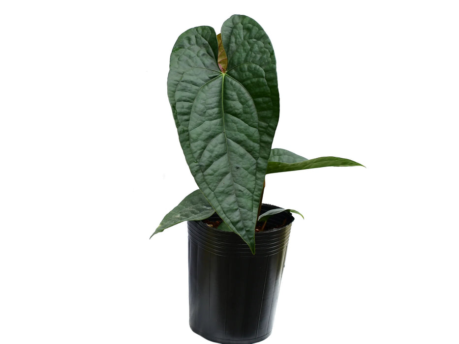 Anthurium Jungle Boy