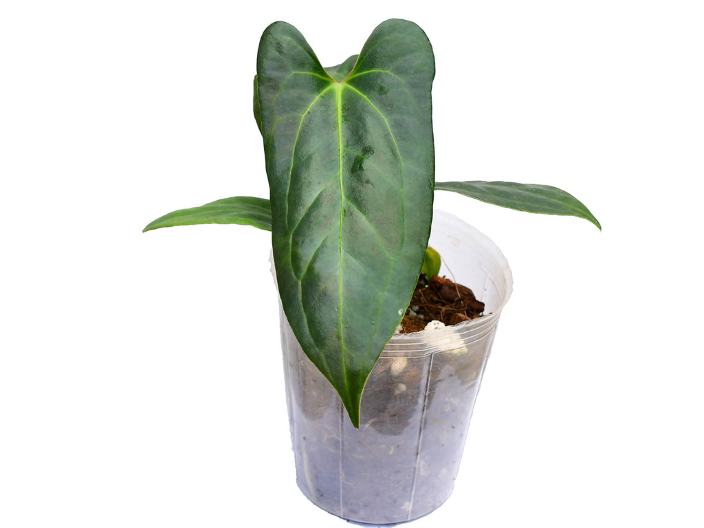anthurium jungle dreams Anthurium Jungle Dreams (seedling)