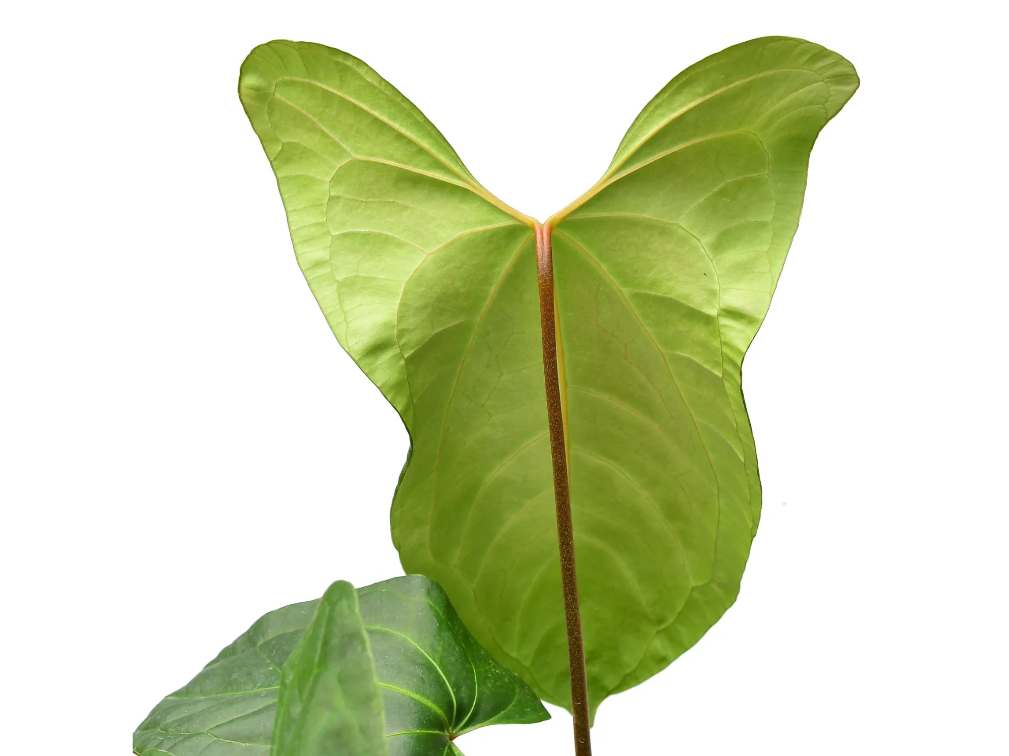 Ecuageneraus Anthurium Jungle Dreams - Thumbnail 2