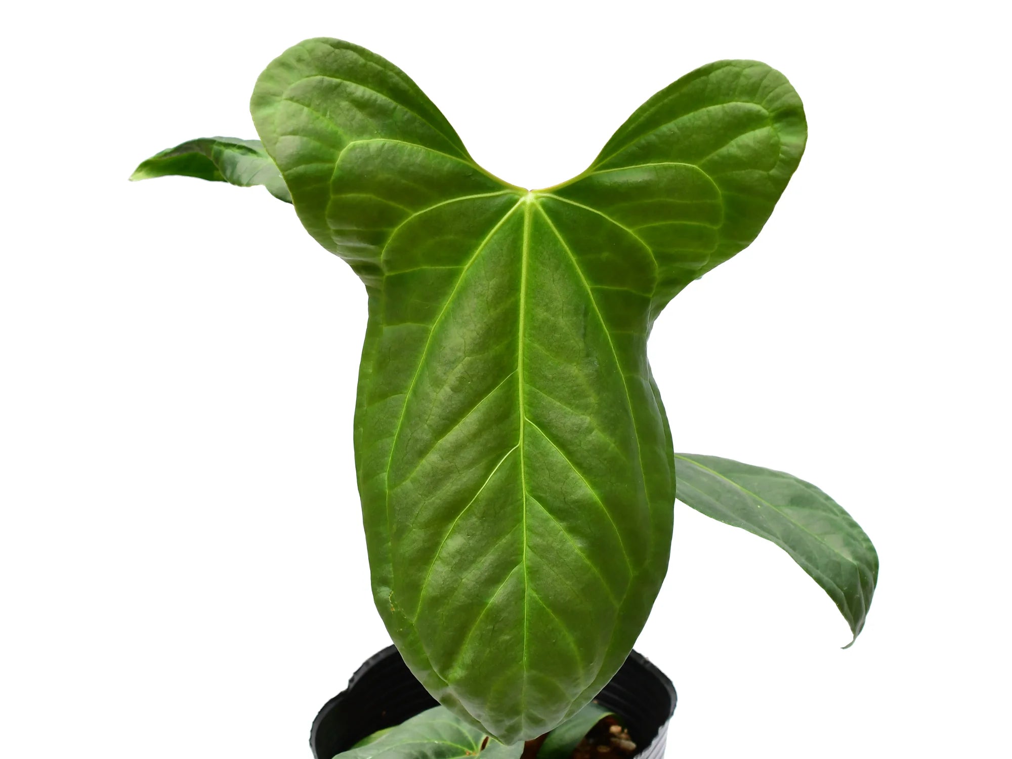 anthurium jungle Anthurium Jungle Dreams