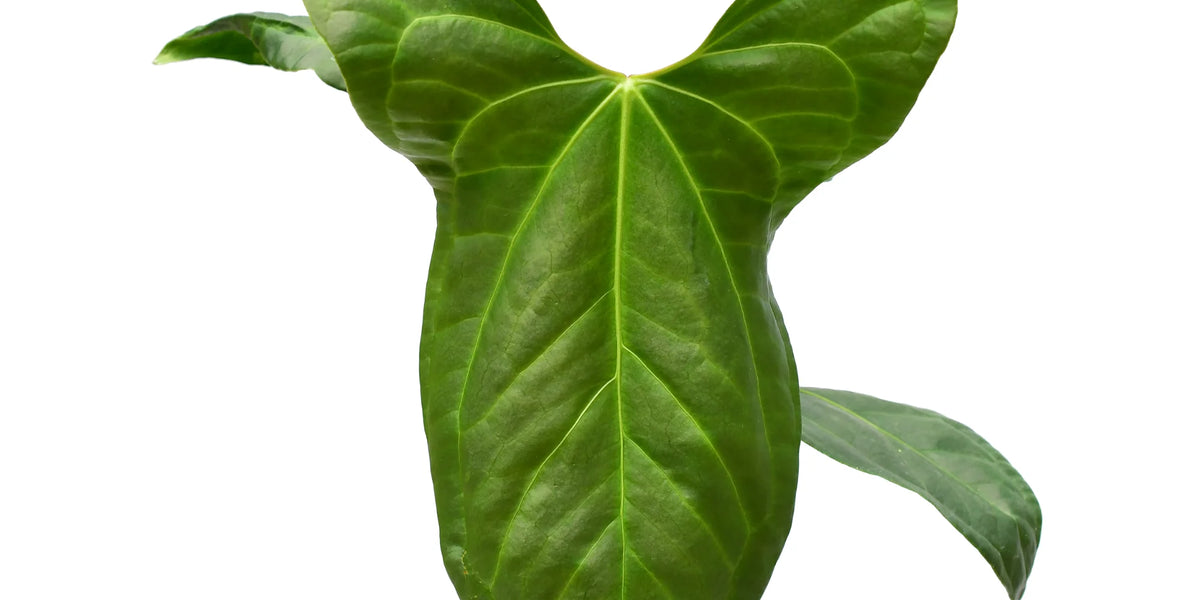 anthurium jungle hybrid Anthurium Jungle Dreams — Ecuagenera Orquídeas del Ecuador