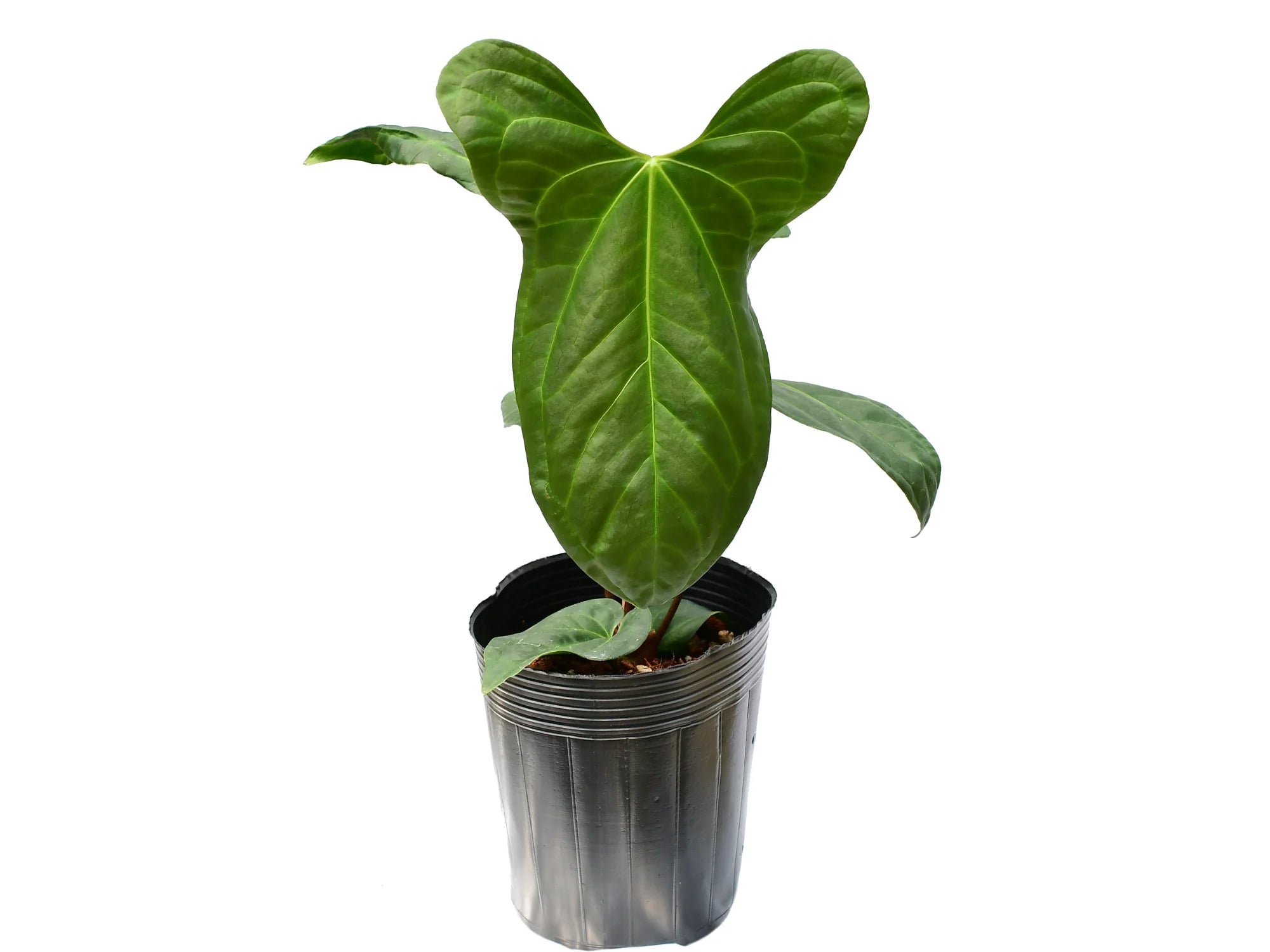 Ecuageneraus Anthurium Jungle Dreams