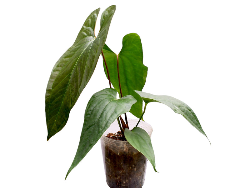 Anthurium Jungle Dreams x Anth. nigrolaminum 'Ecuagenera'