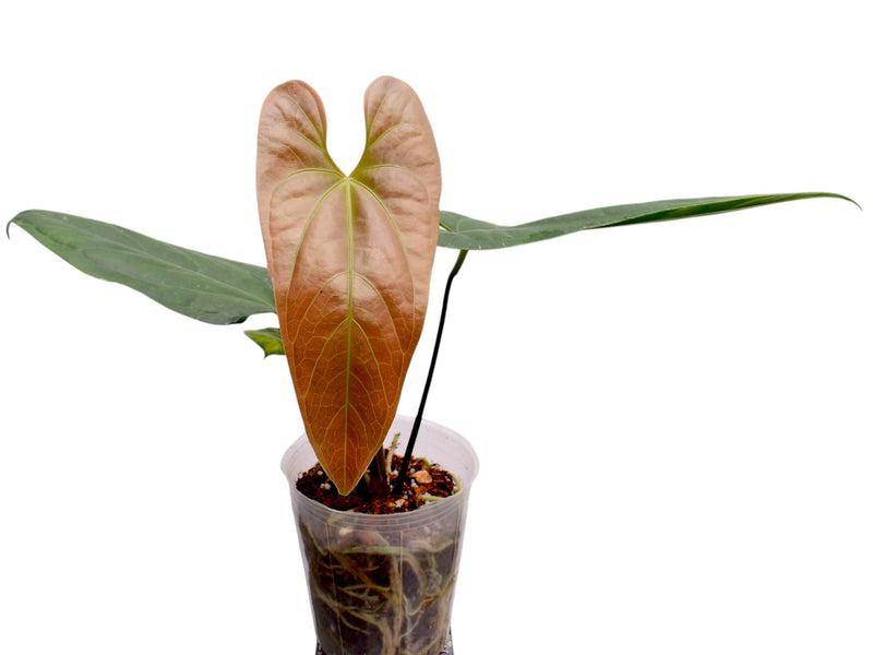 Anthurium Jungle Dreams x Anth. nigrolaminum 'Ecuagenera'