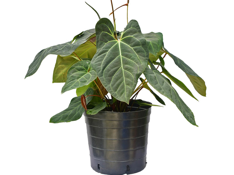 anthurium jungle Anthurium Libby in the Jungle