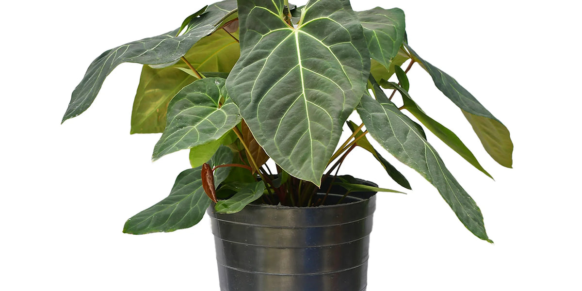 Anthurium Libby in the Jungle