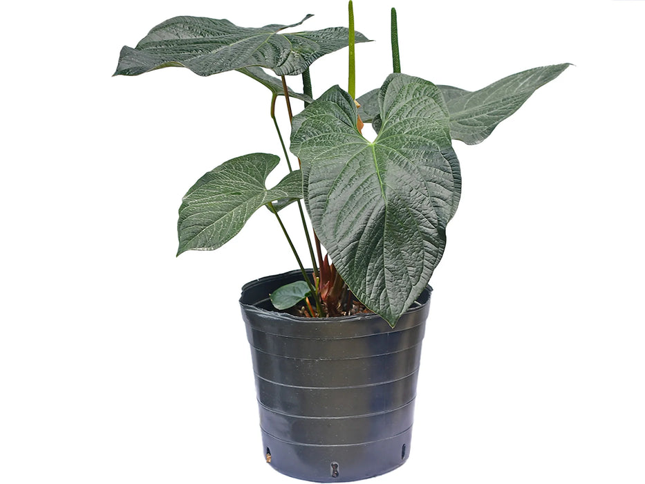 Anthurium Jungle Dreams x Anthurium luxurians