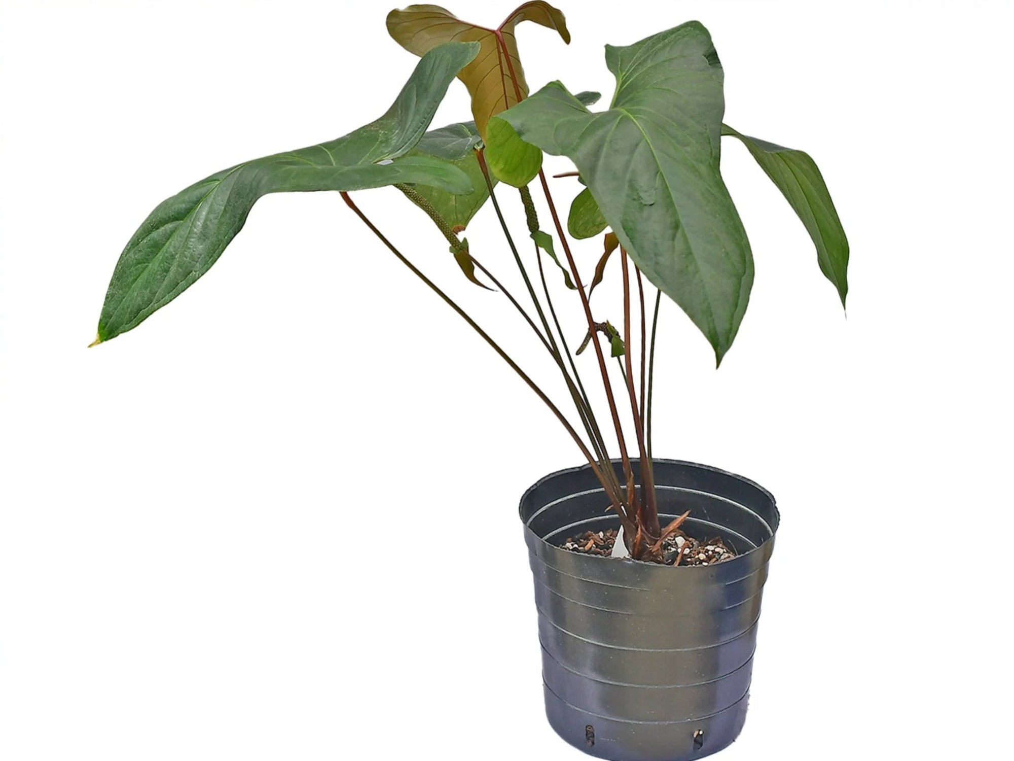 Anthurium Black Jungle Gigi