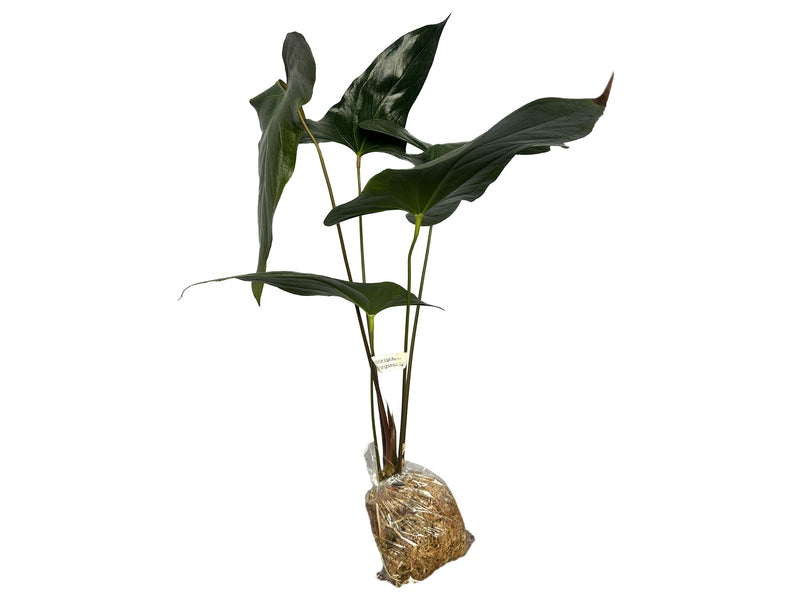 Anthurium Jungle Dreams x Anthurium nigrolaminum 'Gigi'