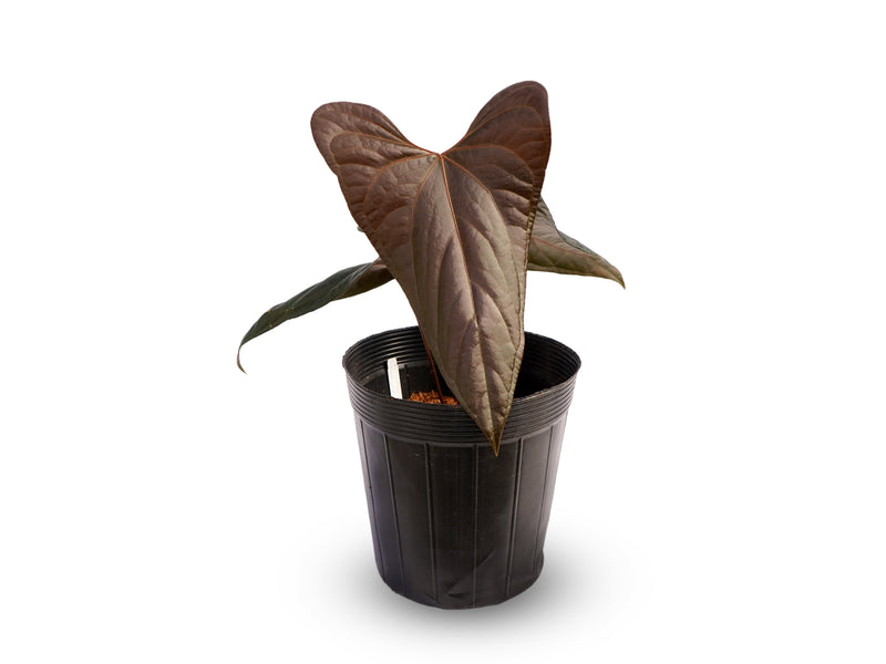 Anthurium Jungle Of Cuyabeno