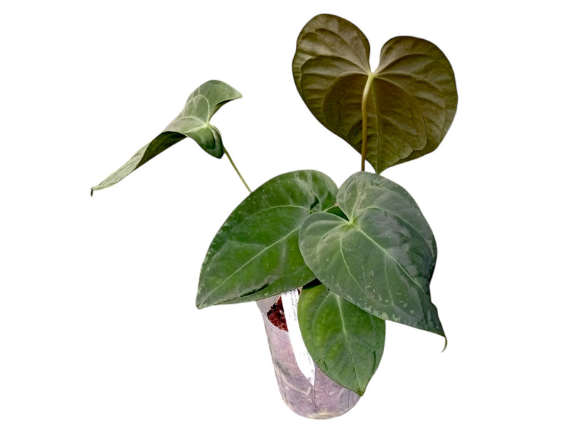 Anthurium King of the Jungle 'Inverse crossing'