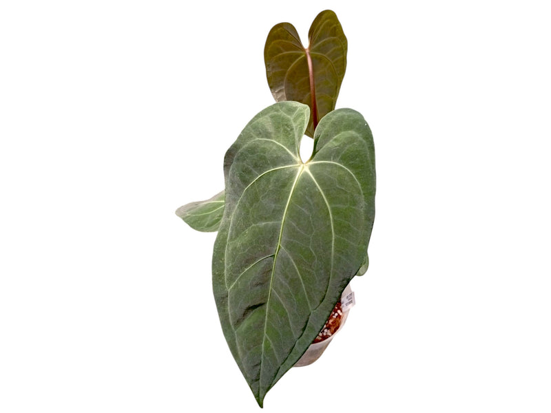 anthurium jungle hybrid Anthurium King of the Jungle 'Inverse crossing'