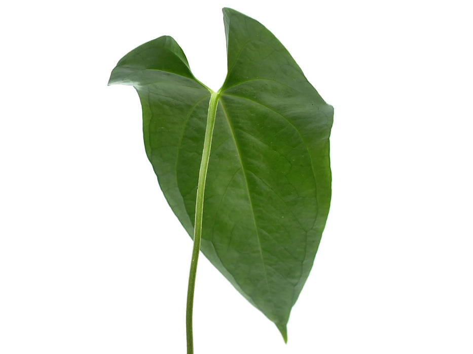 Anthurium Kusi