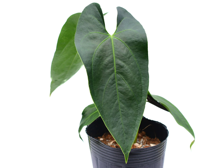 Anthurium Kusi