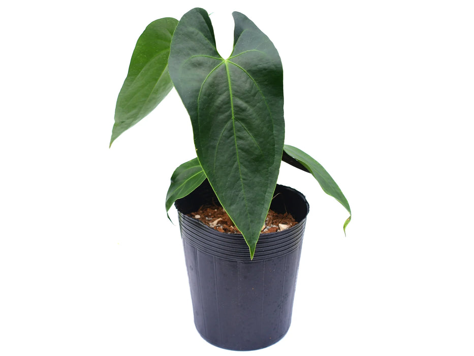 Anthurium Kusi