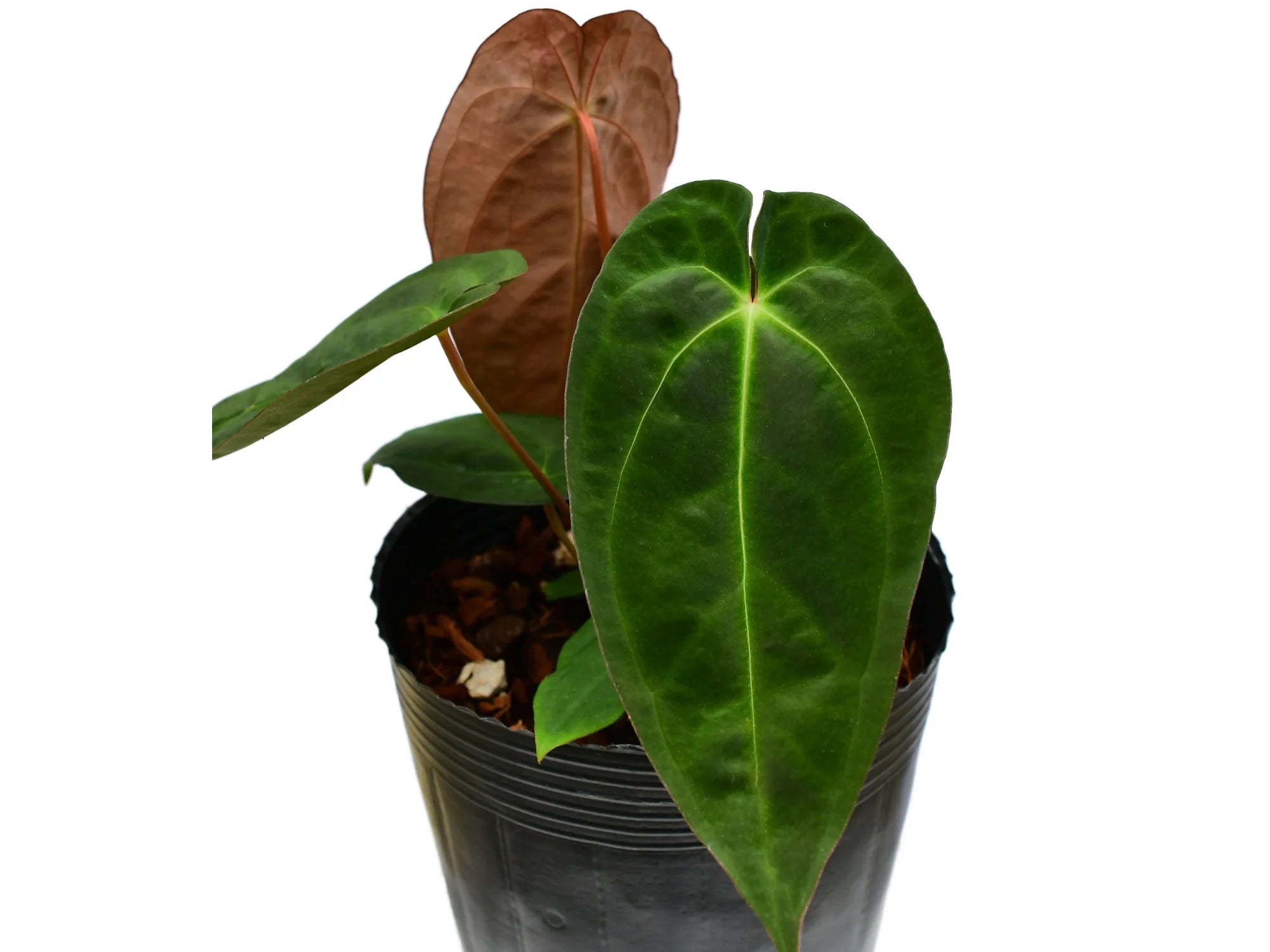 その他観葉植物 Anthurium Happy Bunny 'Inverse crossing' Anthurium Happy Bunny 'Inverse crossing' — Ecuagenera Orquídeas
