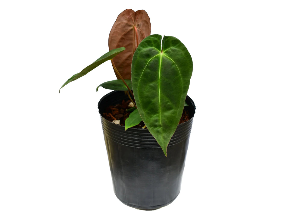 Anthurium Lavinia 'Inverse crossing'