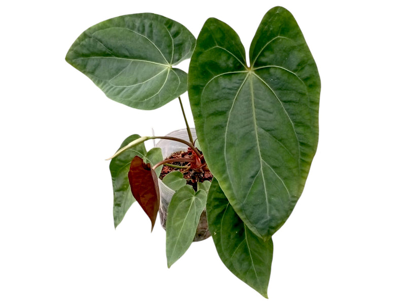 Anthurium Lavinia 'Inverse crossing' x Anthurium Lightning
