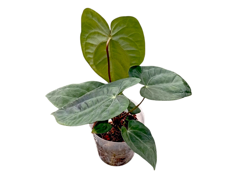 Anthurium Lavinia 'Inverse crossing' x Anthurium Lightning